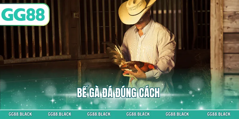 Bế Gà Đá Đúng Cách