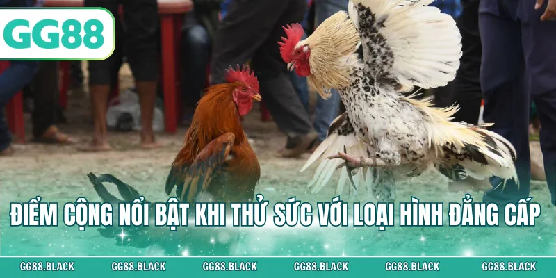 Điểm cộng nổi bật khi thử sức với loại hình đẳng cấp